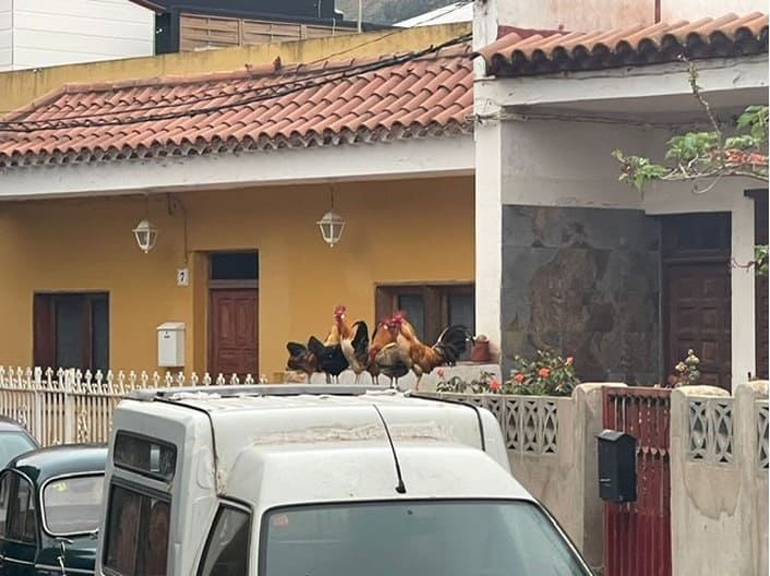 17 gallinas salvajes