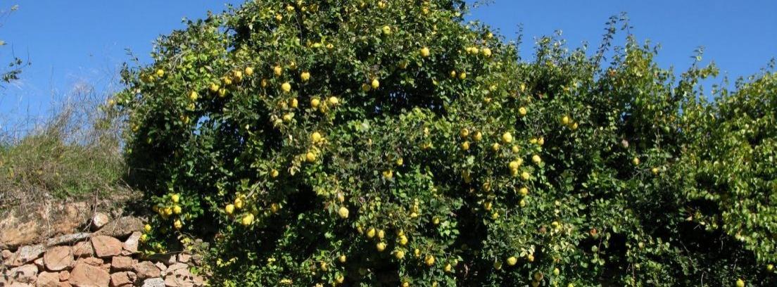 el arbol membrillero cuidados basicos