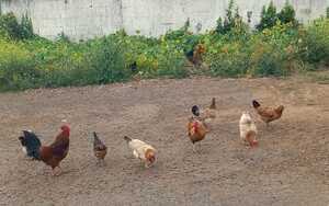 27 gallinas incontroladas