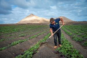 Explotacion Agricola Las Canelas finca de batatas localizada en el municipio de Tinajo Lanzarote