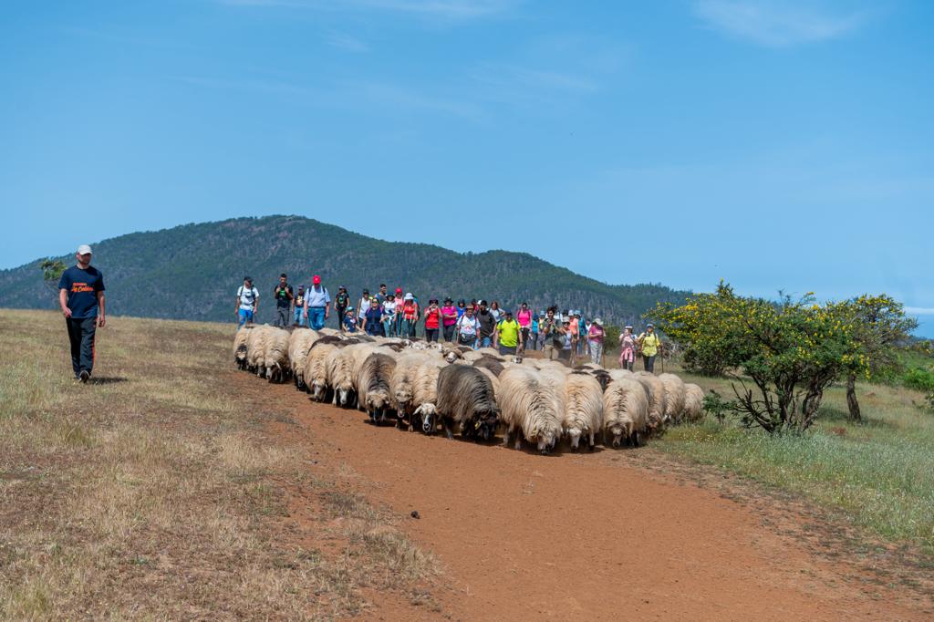 El Ayuntamiento de Gáldar invita a descubrir la huella de los pastores trashumantes en una actividad de senderismo       