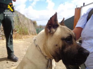 fotografia presa canario