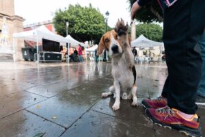 Uno de los perros que pasaron por la Plaza de Santiago