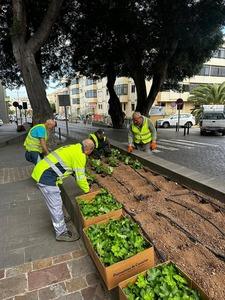 Trabajadores municipales durante la plantacion en la avenida Lomo Guillen una de las principales vias del casco