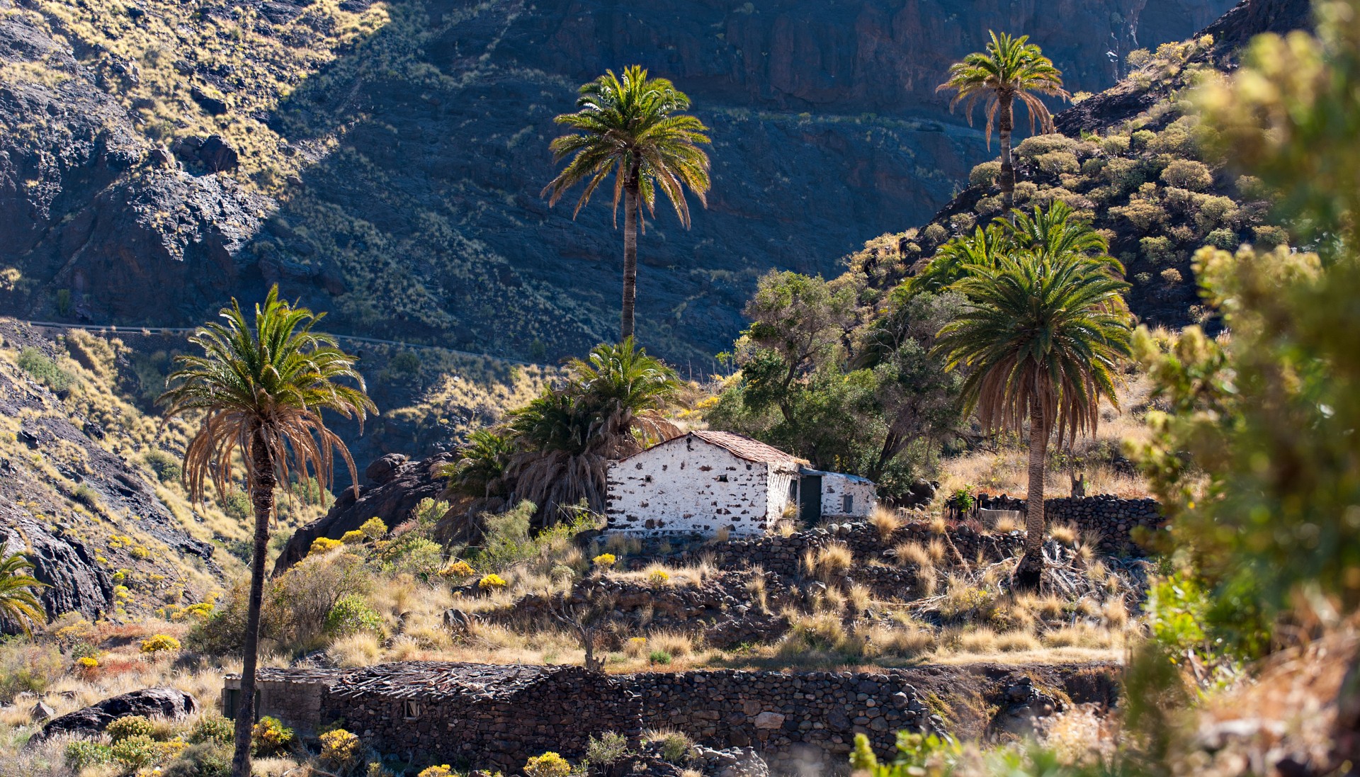 Carmelo Pérez Hernández y su obra ‘Las luces brillan en las palmeras’ se alza con la victoria en el concurso de fotografía ‘La Palmera Canaria’