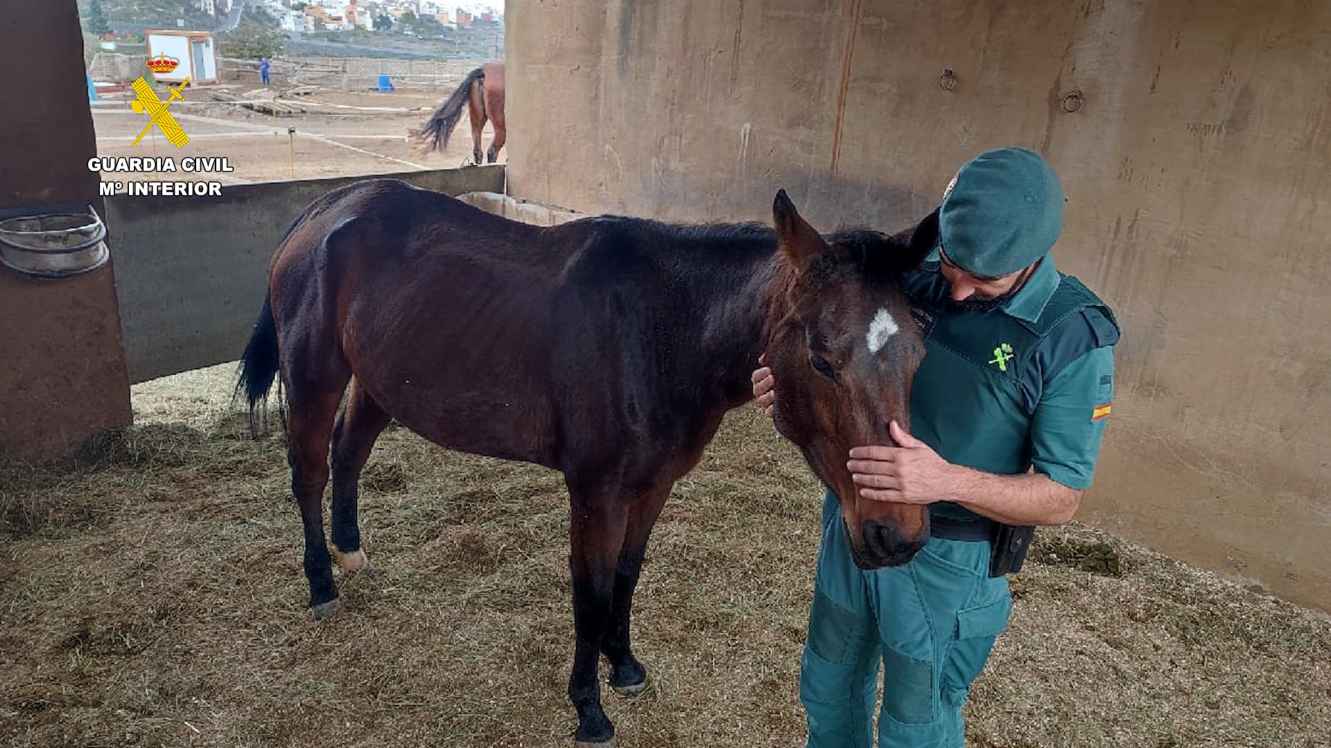 La Guardia Civil rescata un caballo cuya vida corría grave peligro y localiza otro equino fallecido en Gran Canaria