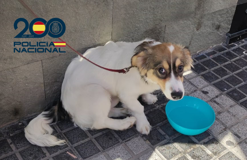 La Policía Nacional salva la vida a un perro que se encontraba encerrado en el interior de un vehículo con las ventanillas cerradas