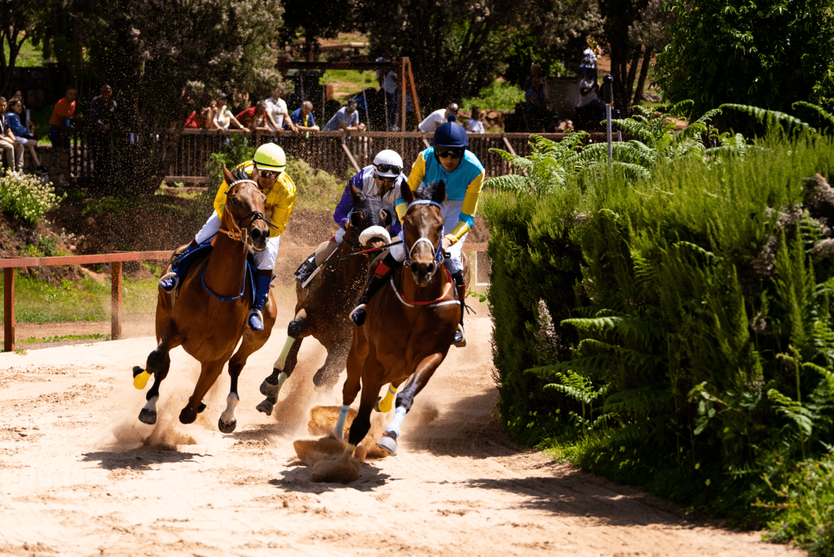 Penúltimas carreras de caballos de la Copa SVF del hipódromo de La Laguna de Valleseco