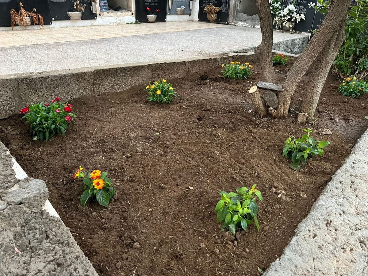 La Concejalía de Parques y Jardines mejora las zonas ajardinadas del Cementerio de Tasarte