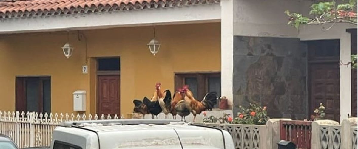 17 gallinas salvajes