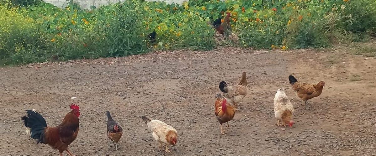 27 gallinas incontroladas