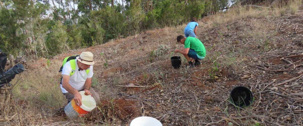 3 Plantacion Firgas 16.07.2022