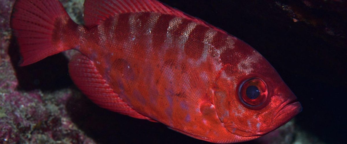 Catalufa (Heteropriacanthus fulgens), captado por el equipo ganador del CazaFotoSub Sardina 2024