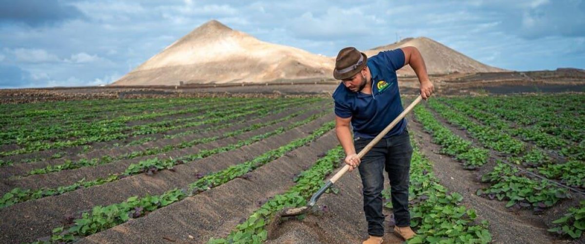 Explotacion Agricola Las Canelas finca de batatas localizada en el municipio de Tinajo Lanzarote