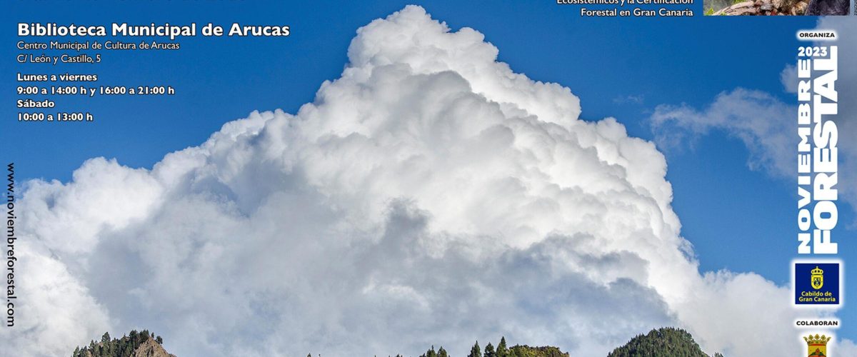 Expos Bosque y Nubes Arucas 3 al 18112023 scaled