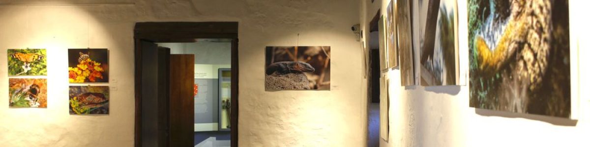 Exposición Futuro canario con F de flora y fauna en el Museo Agáldar