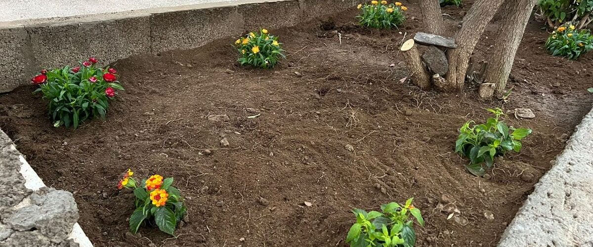 Mejoras zonas ajardinadas cementerio Tasarte I