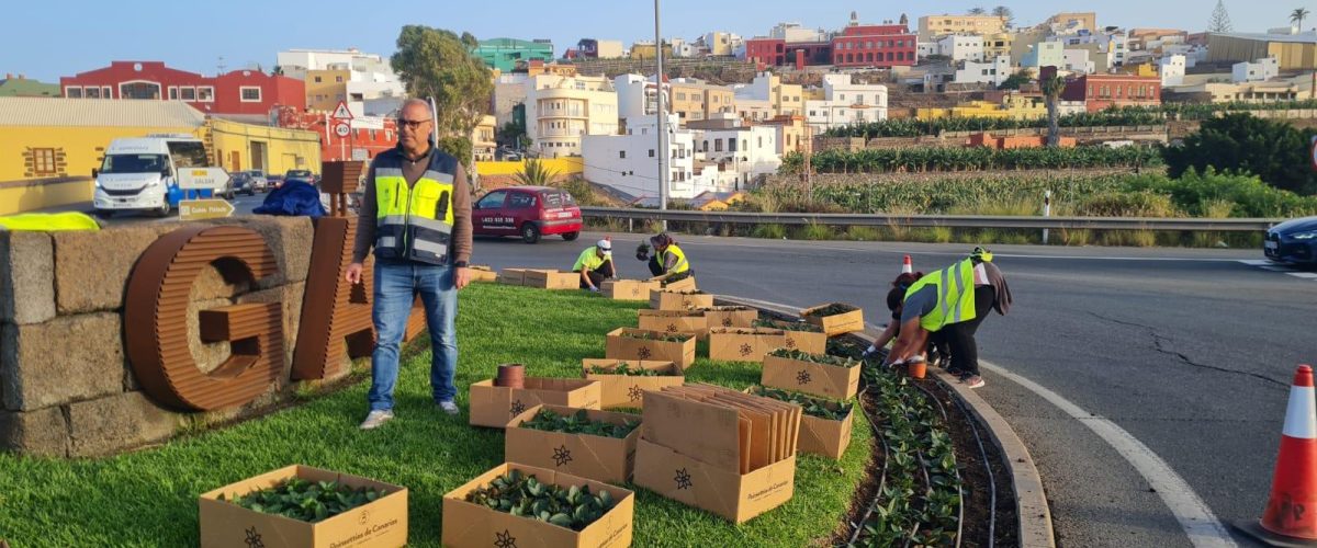 Nicolas Mederos concejal de Parques y Jardines durante la plantacion en la rotonda de entrada al casco