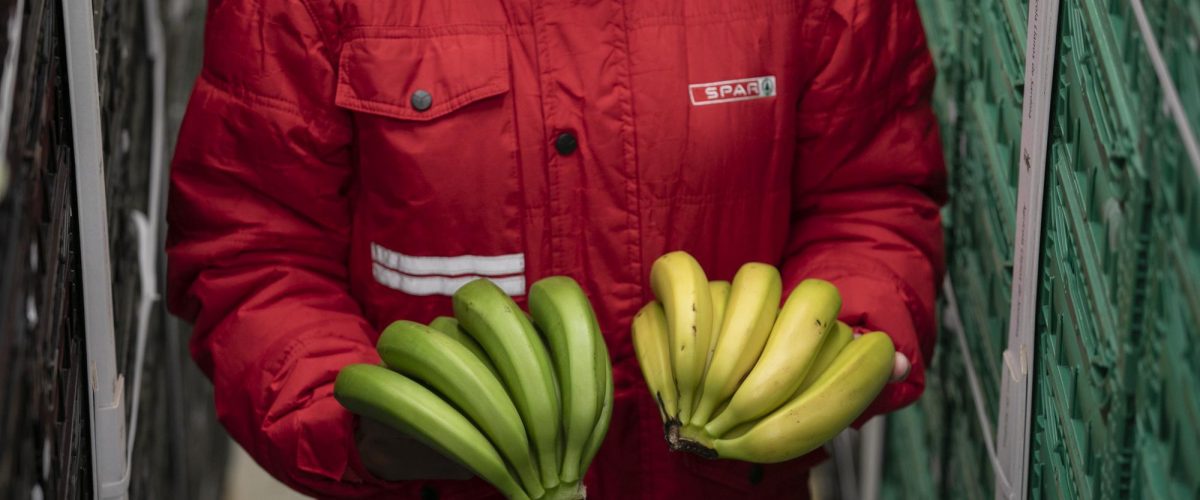 Plátanos de Canarias antes y después del proceso de maduración controlada