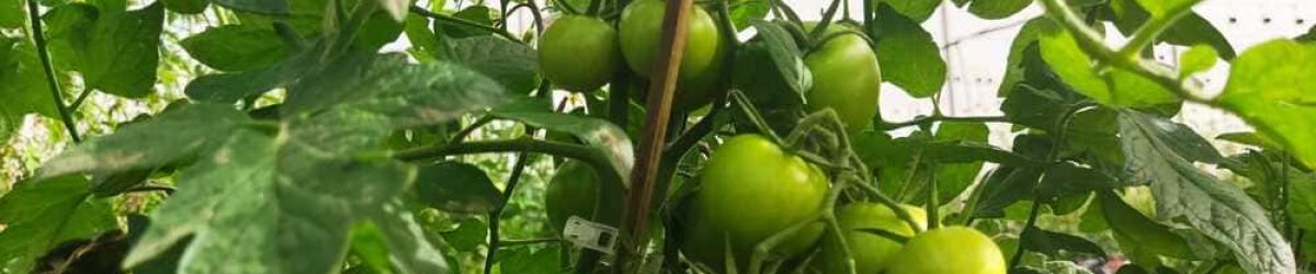 Rama tomate La Aldea