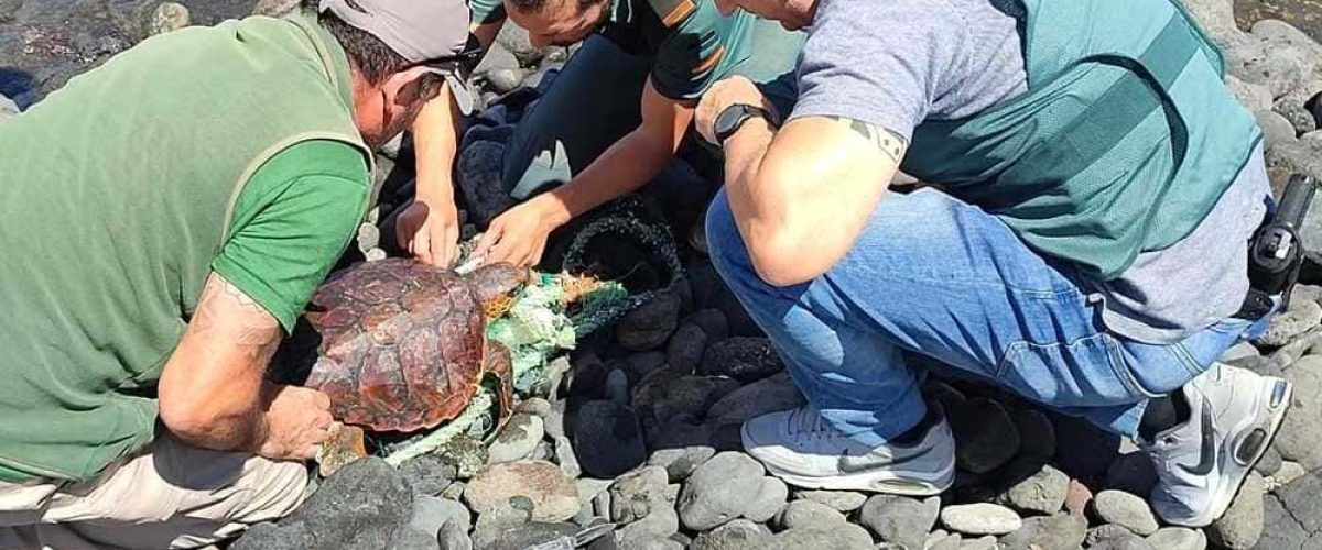 Rescate de Tortugas Guardia Civil