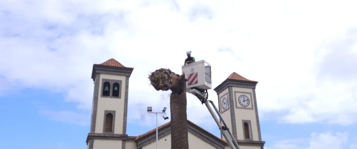 Tala palmera Plaza de La Atalaya