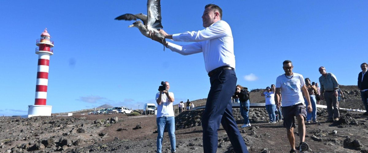 Teodoro Sosa, alcalde de Gáldar, en la suelta de pardelas en El Faro de Sardina