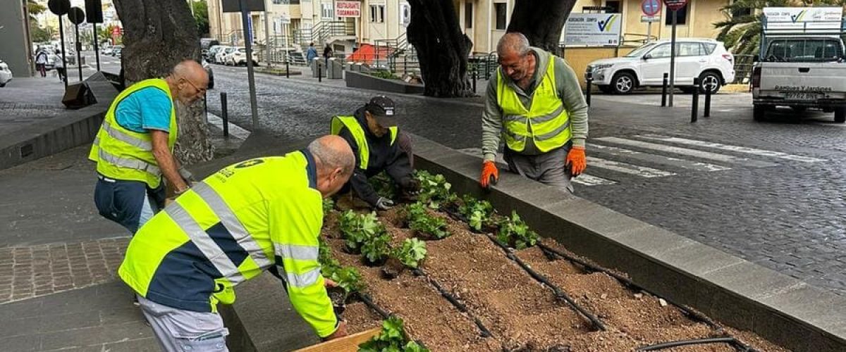 Trabajadores municipales durante la plantacion en la avenida Lomo Guillen una de las principales vias del casco