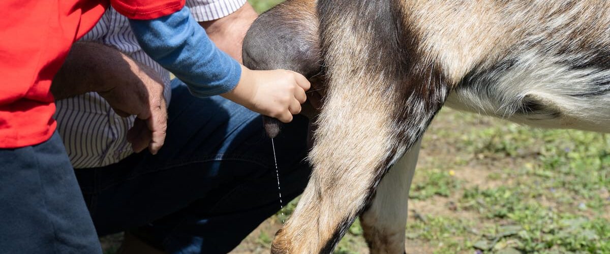 Un escolar ordeña una cabra junto a un ganadero