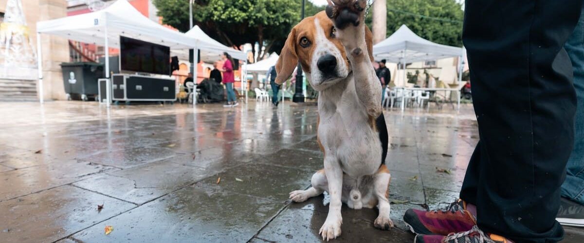 Uno de los perros que pasaron por la Plaza de Santiago