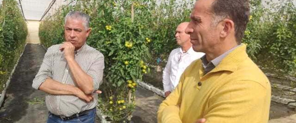 Visita del viceconsejero de Agricultura del Gobierno de Canarias Alvaro de la Barcena y del alcalde de La Aldea Tomas Perez a un invernadero con plantas afectadas por el hongo mildiu