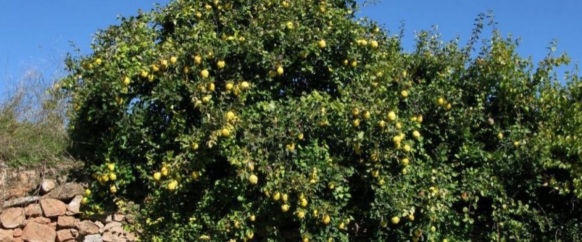 el arbol membrillero cuidados basicos