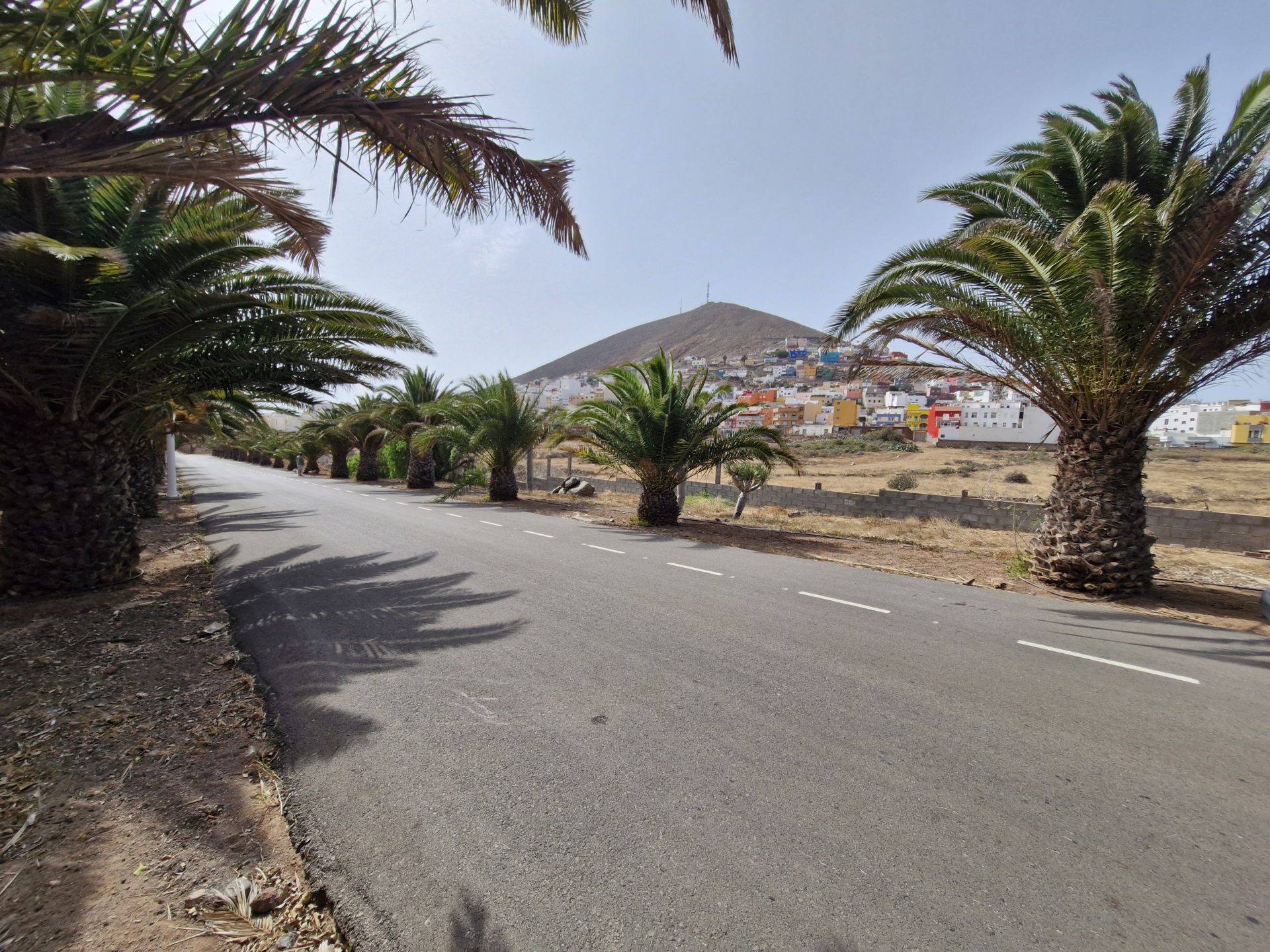 Palmeras - NorteGranCanaria -