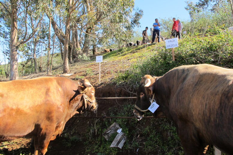 La Concejalía de Sector Primario abre hasta el 17 de marzo el plazo de inscripción para la feria de ganado de las fiestas de San José –  Sta. María de Guía