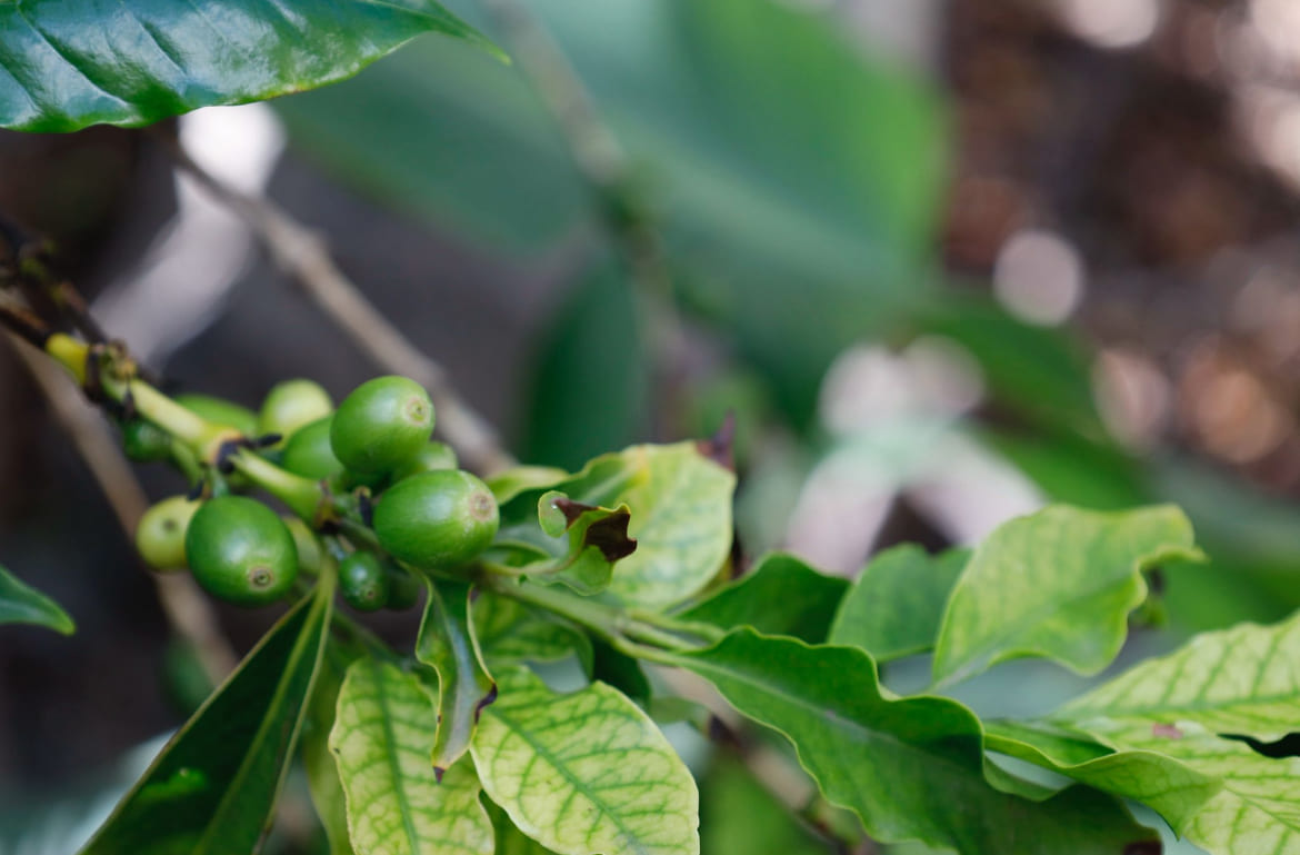 Agaete convoca una jornada técnica informativa agrícola centrada en el sector del café
