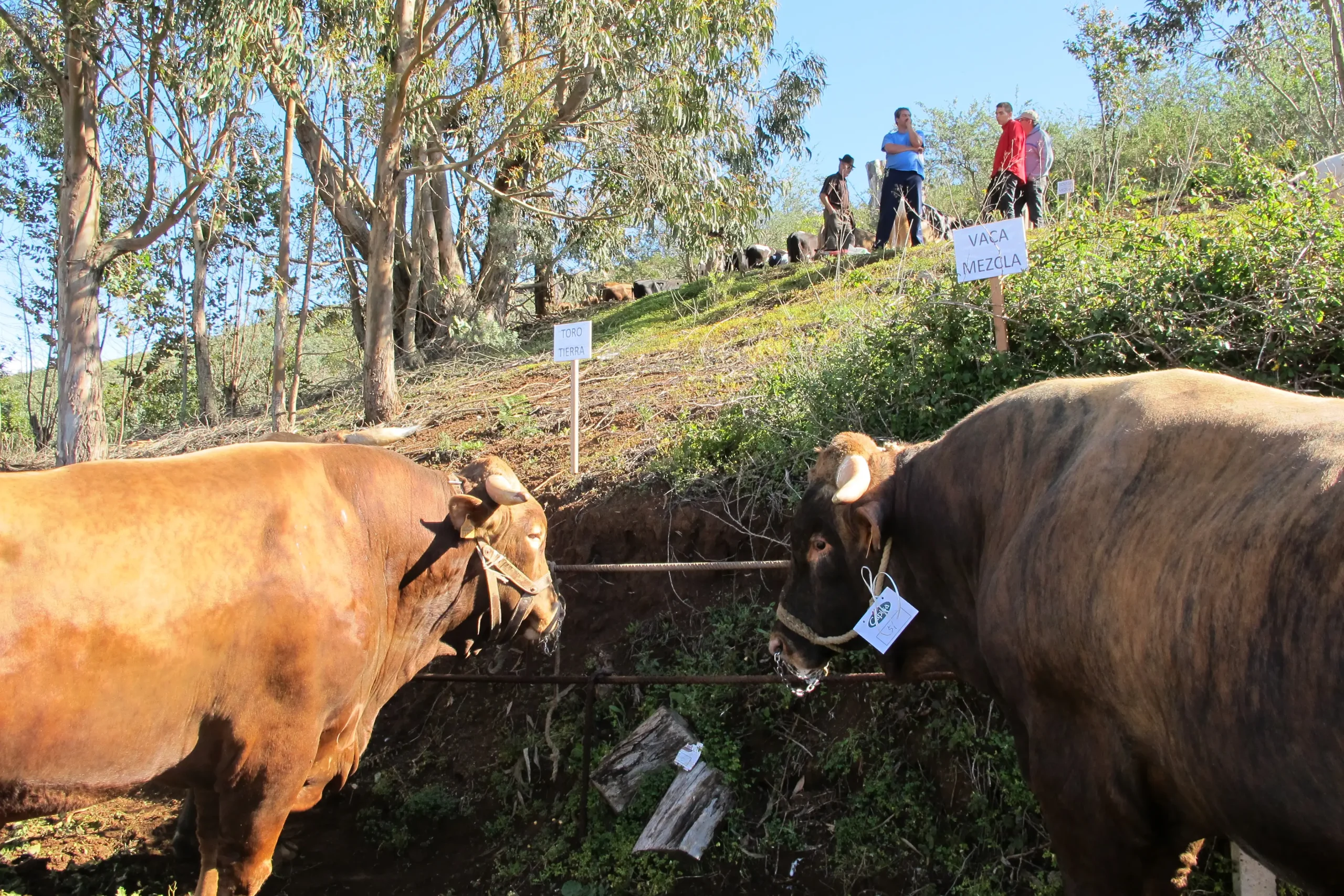 La llegada de la borrasca ‘Therese’ obliga a aplazar los actos de las fiestas de San José en el barrio guiense de Montaña Alta