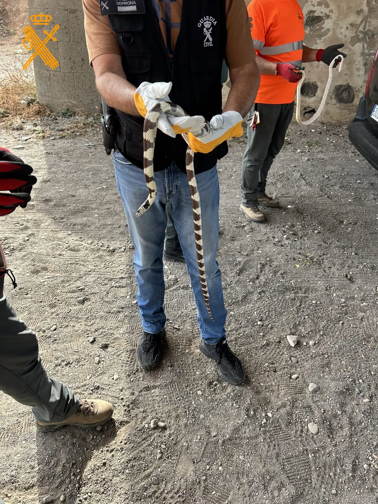 La Guardia Civil de Las Palmas sigue la pista del espécimen de Culebra Real hallado en la isla de Tenerife