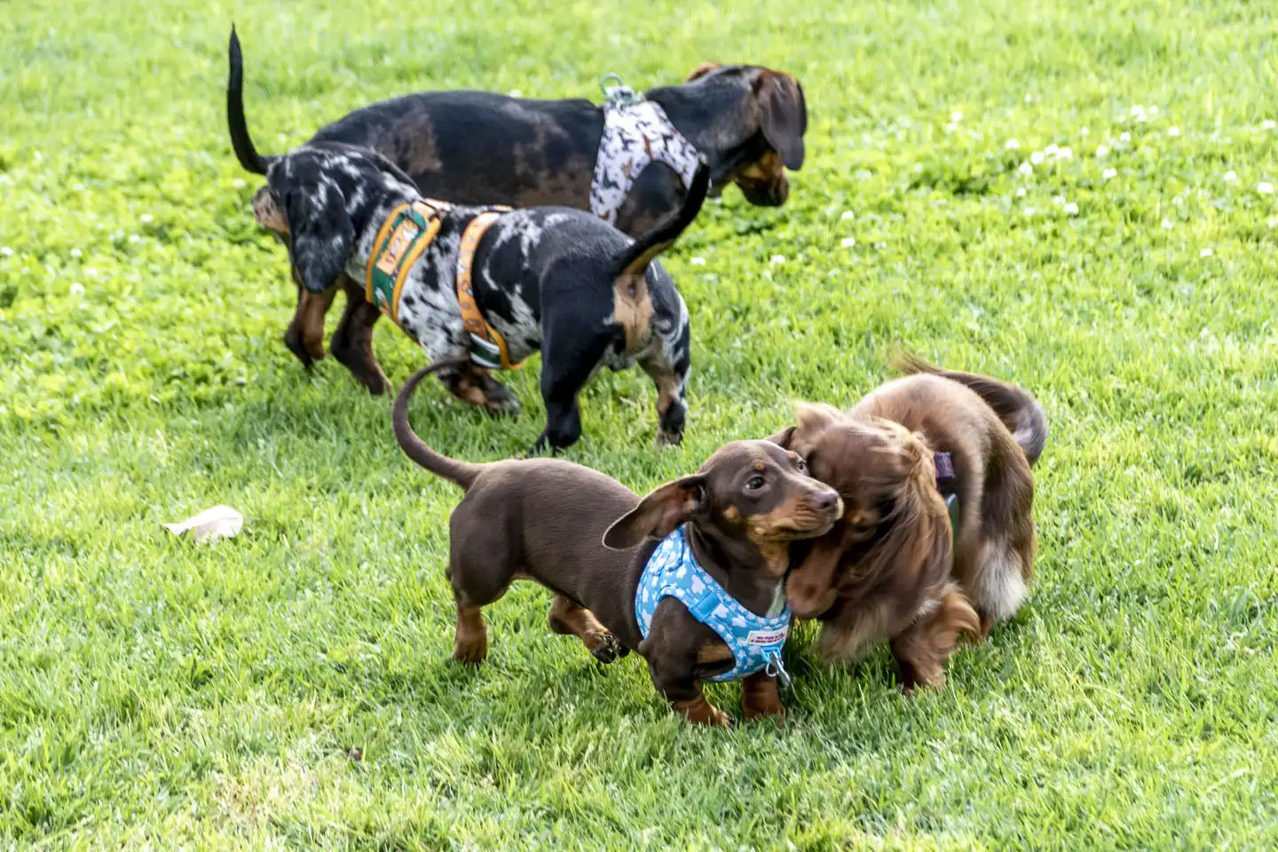 Ladridos, carreras y «flechazos» bajo el sol: la Salchiquedada primaveral conquista La Ballena
