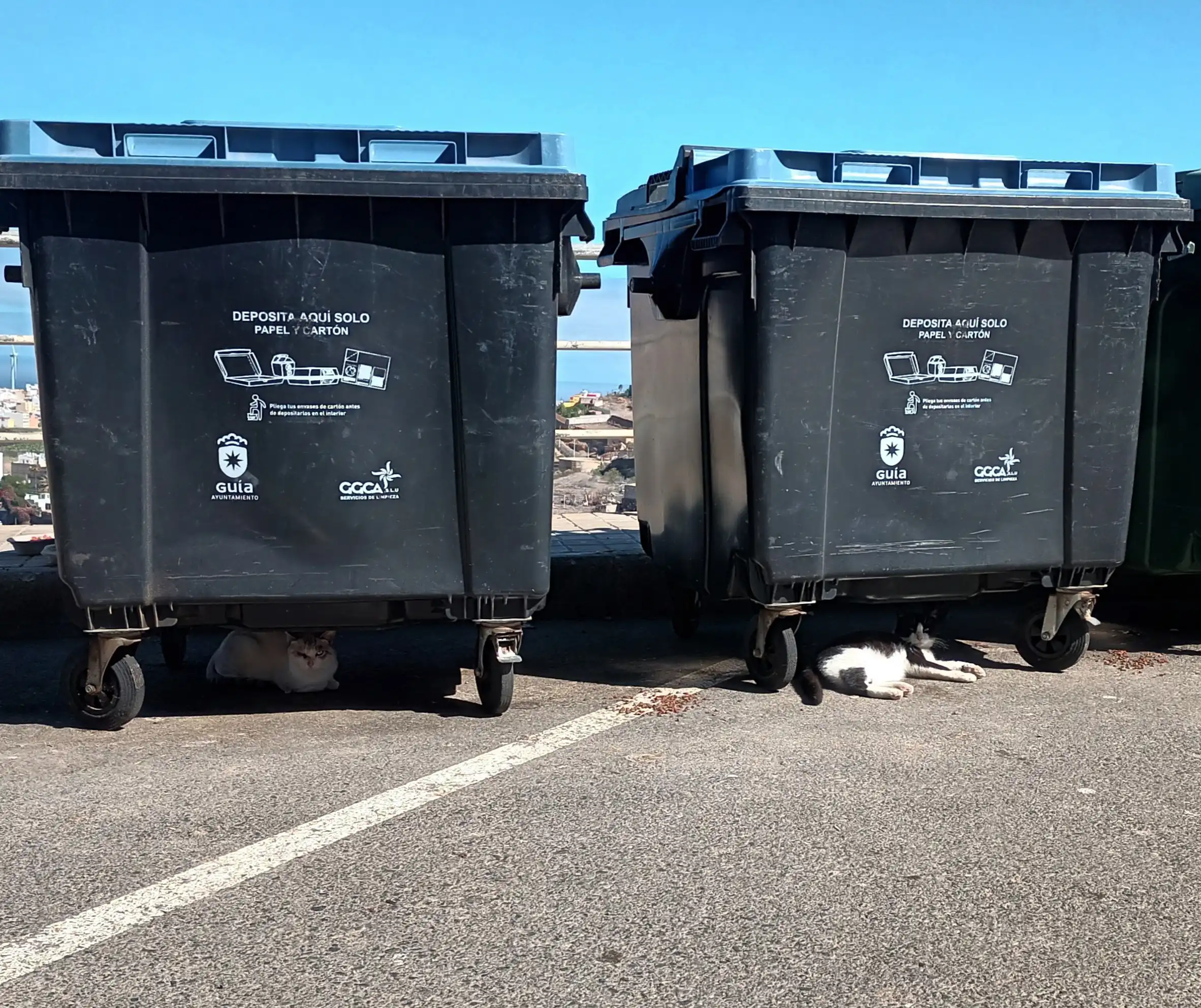 UxGC propone un Plan Municipal de Bienestar Animal y la gestión ética de colonias felinas en Santa María de Guía