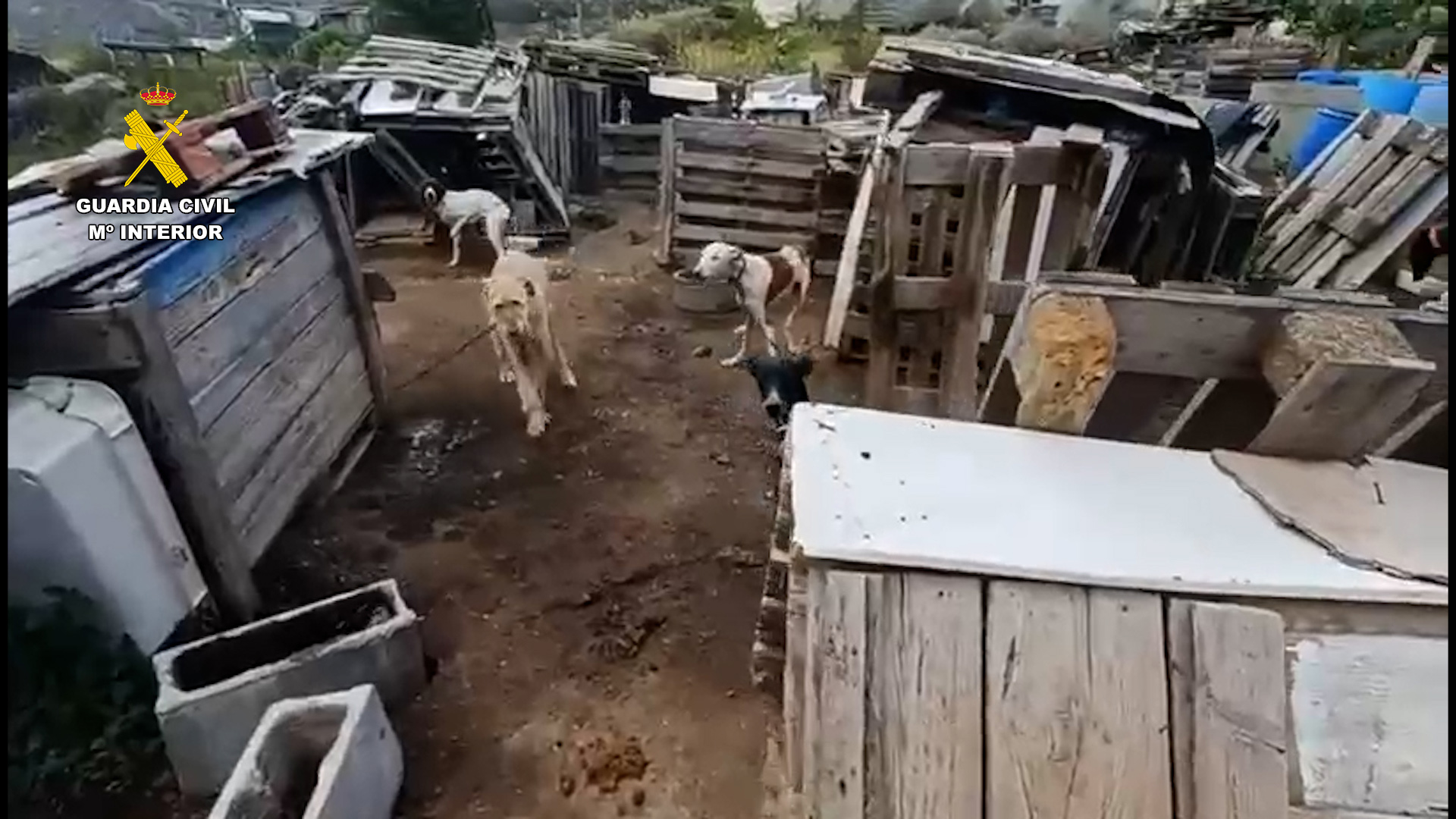 El SEPRONA investiga a una persona por maltrato animal en la Aldea de San Nicolás