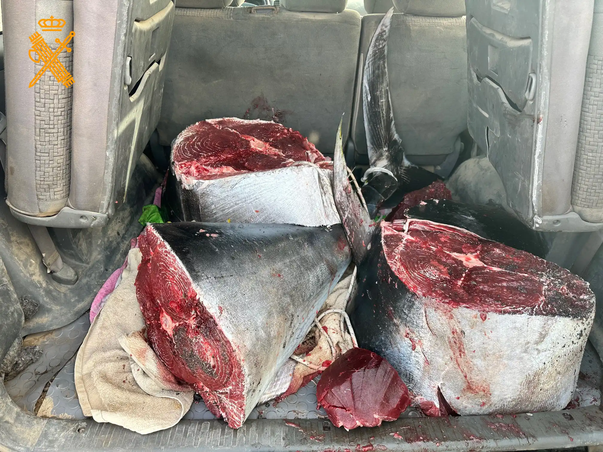 Captura Ilegal Atun Rojo