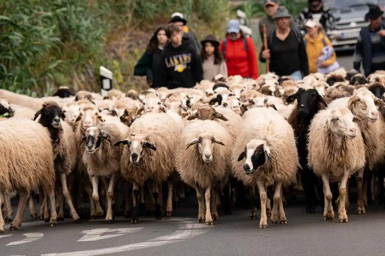 Multitudinaria Fiesta de la Lana de Gáldar 2026  para celebrar la tradición y la identidad canarias