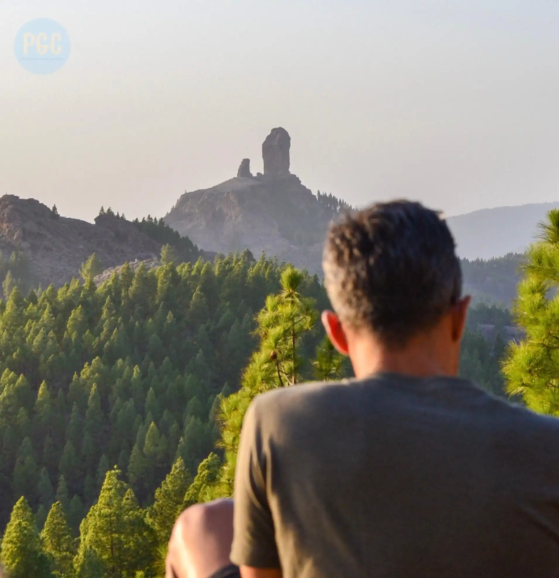 El aire del bosque: por qué caminar entre pinos sienta tan bien