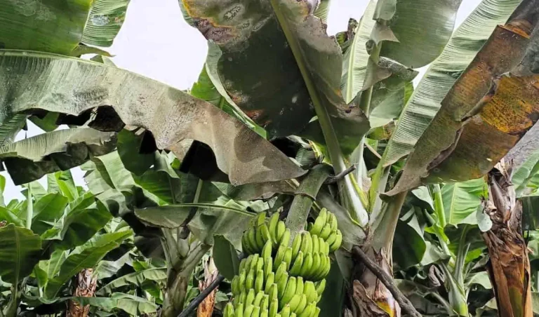 Platanera Afectada Por Una Plaga (1)