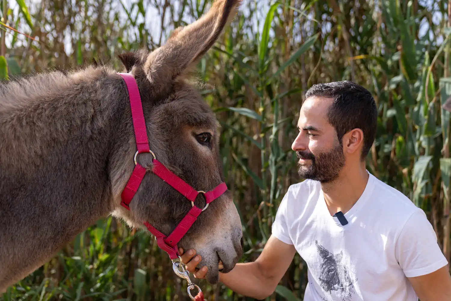 La Noche Del Burro