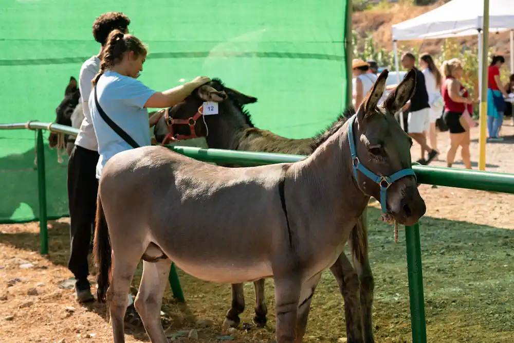 Feria De Ganado Santiago GÁldar 2026