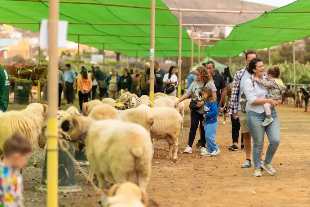 Foto Feria De Ganado Santiago GÁldar 2025