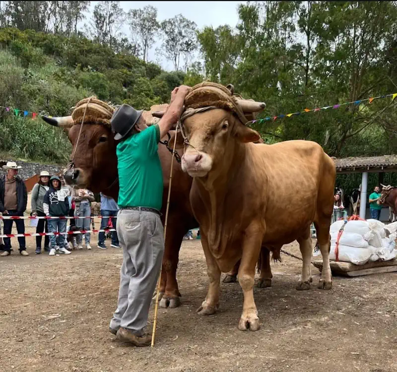 Suspension De Feria De Ganado De Guia 2026
