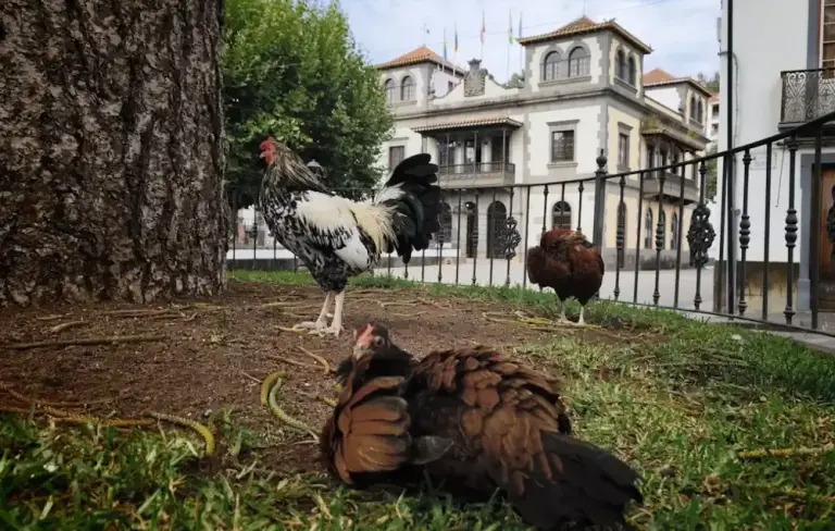 gallinas sueltas