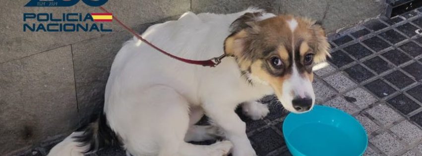 1 FOTO AUXILIO ANIMAL 1 FOTO AUXILIO ANIMAL